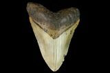 Fossil Megalodon Tooth - North Carolina #124666-1
